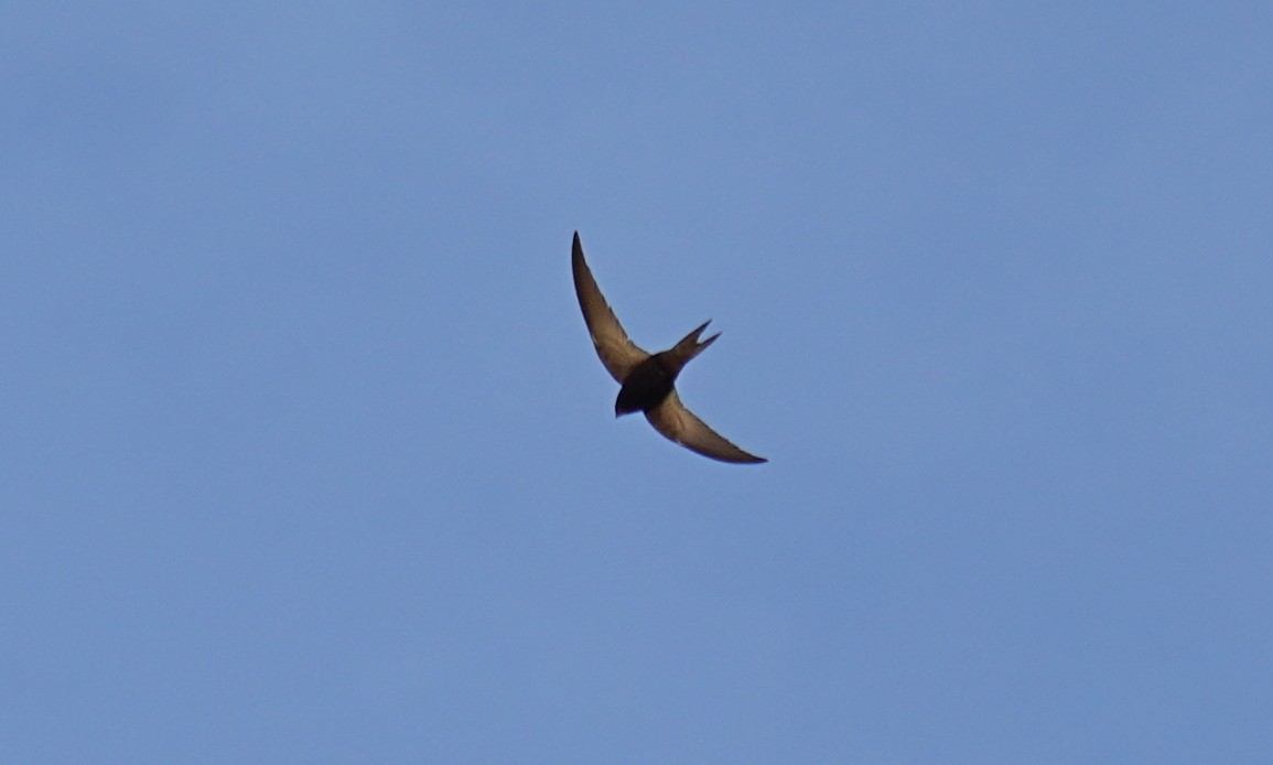 Common Swift - ML569812411