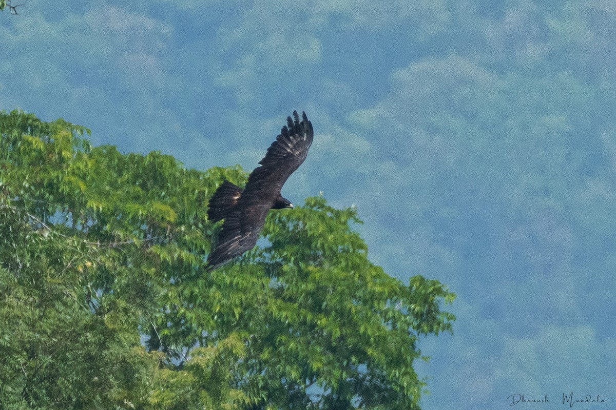 Black Eagle - Dhanush vichu