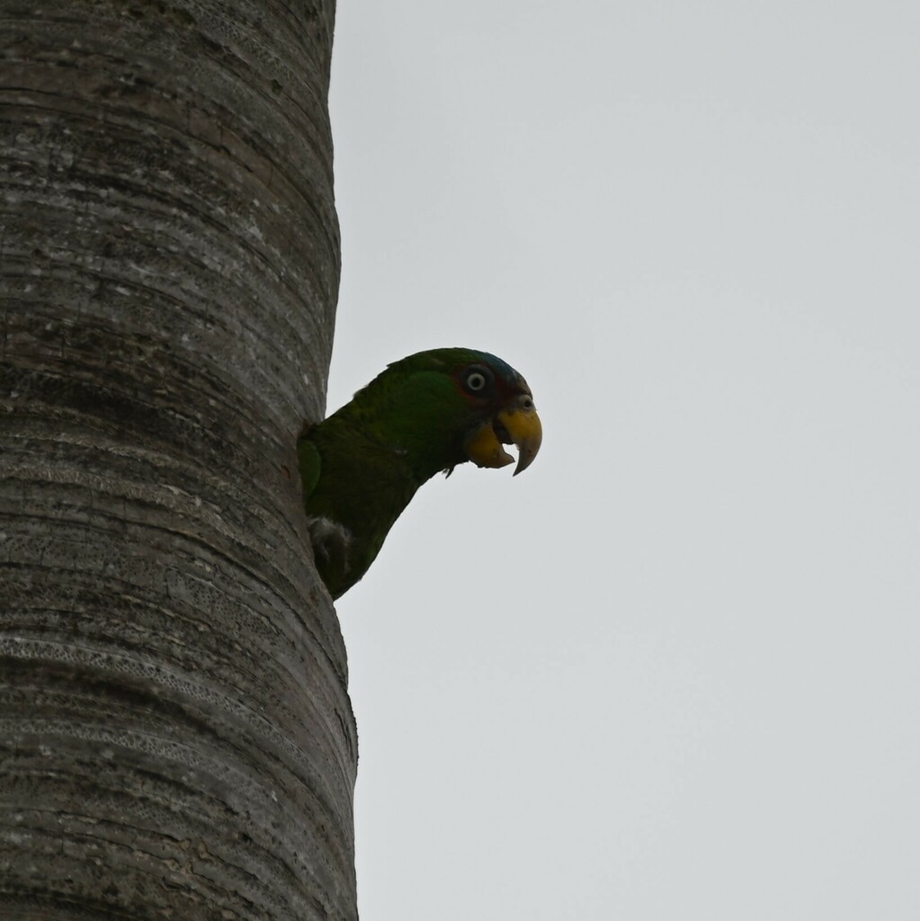 White-fronted Parrot - ML569814441