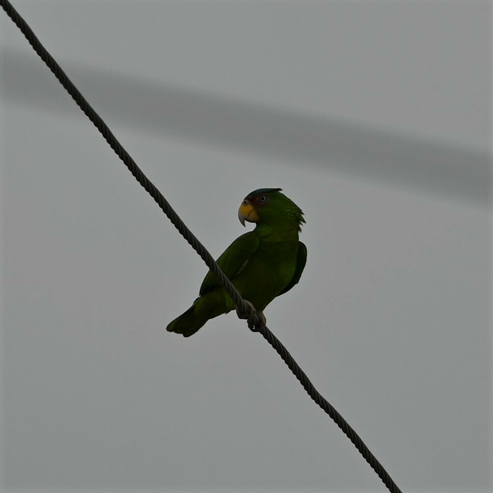 White-fronted Parrot - ML569814451