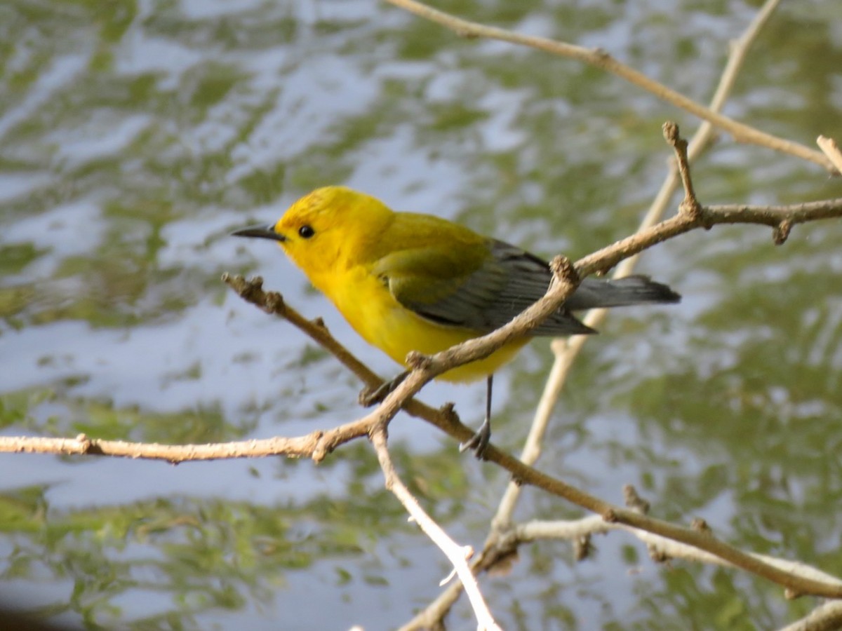 Prothonotary Warbler - ML569818281
