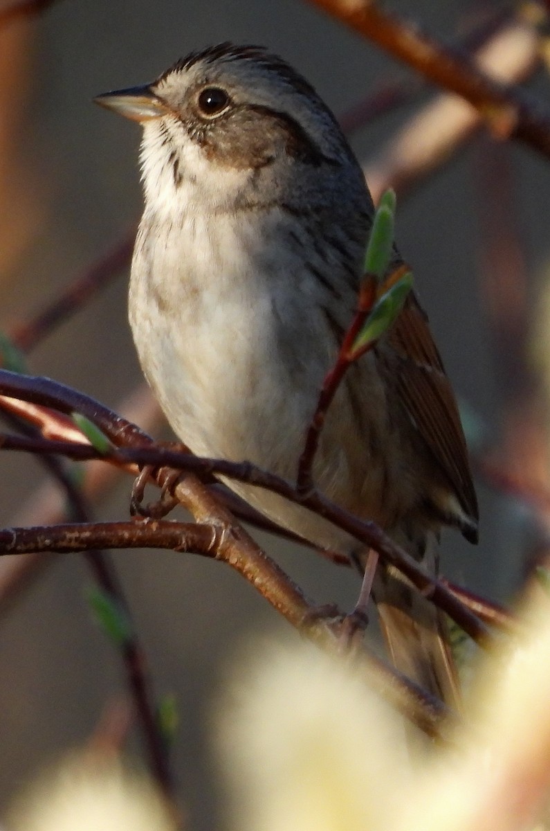 Swamp Sparrow - ML569822941