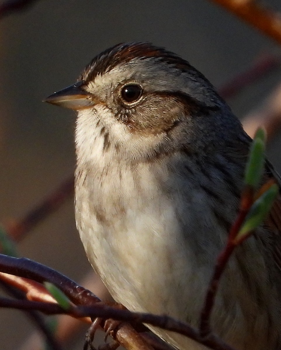 Swamp Sparrow - ML569823081