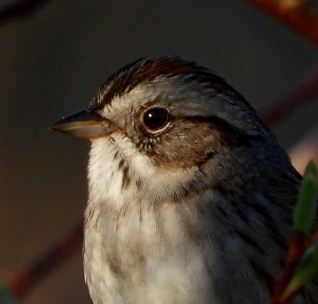Swamp Sparrow - ML569823151