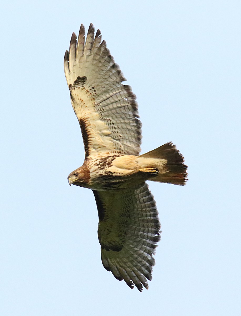 Red-tailed Hawk - Patrick Millar