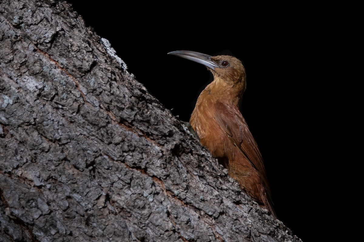Great Rufous Woodcreeper - Pablo Re