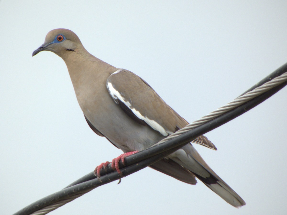 White-winged Dove - ML569837551