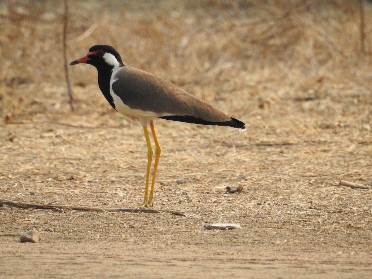 Red-wattled Lapwing - Tina Toth