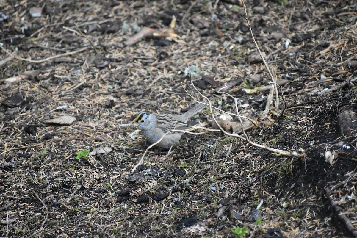 White-crowned x Golden-crowned Sparrow (hybrid) - ML569840751