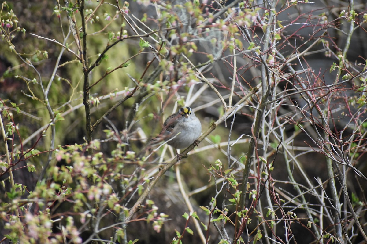 White-crowned x Golden-crowned Sparrow (hybrid) - ML569840881