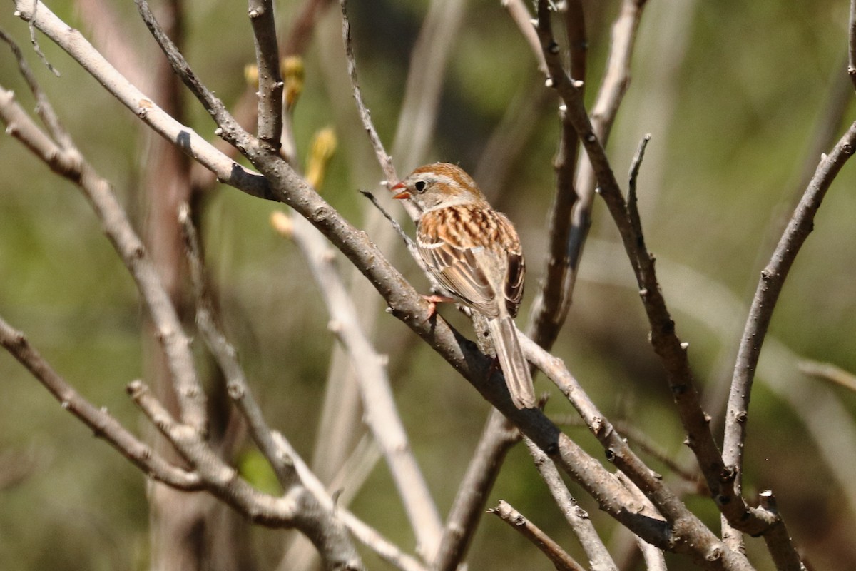 Field Sparrow - ML569843521