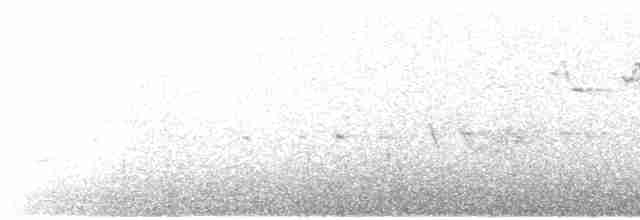 Ring-necked Pheasant - ML569843721