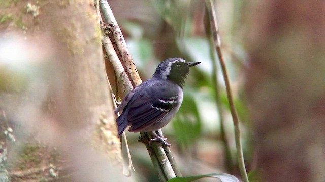 Black-faced Antbird - ML569845541