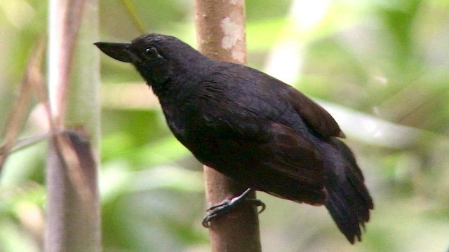 Rondonia Bushbird - ML569848811