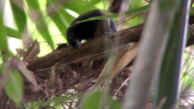 Rondonia Bushbird - ML569850201