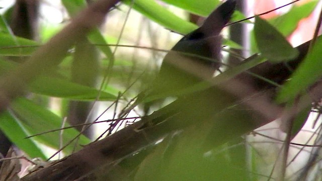 Rondonia Bushbird - ML569850211