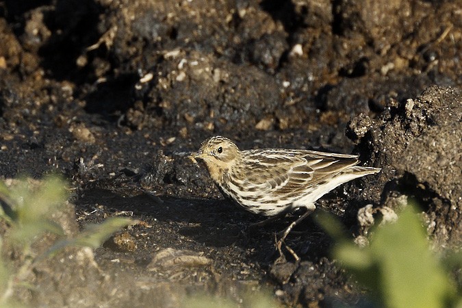 Red-throated Pipit - ML56985121