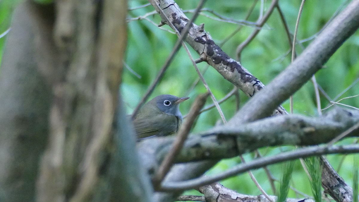 Connecticut Warbler - Avery Fish