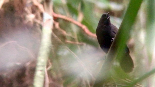 Rondonia Bushbird - ML569852351