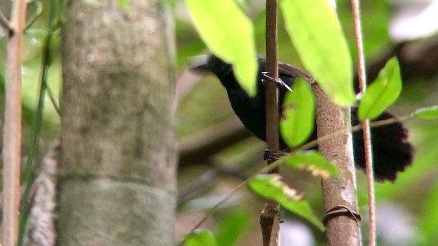 Rondonia Bushbird - ML569852411
