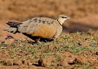  - Yellow-throated Sandgrouse