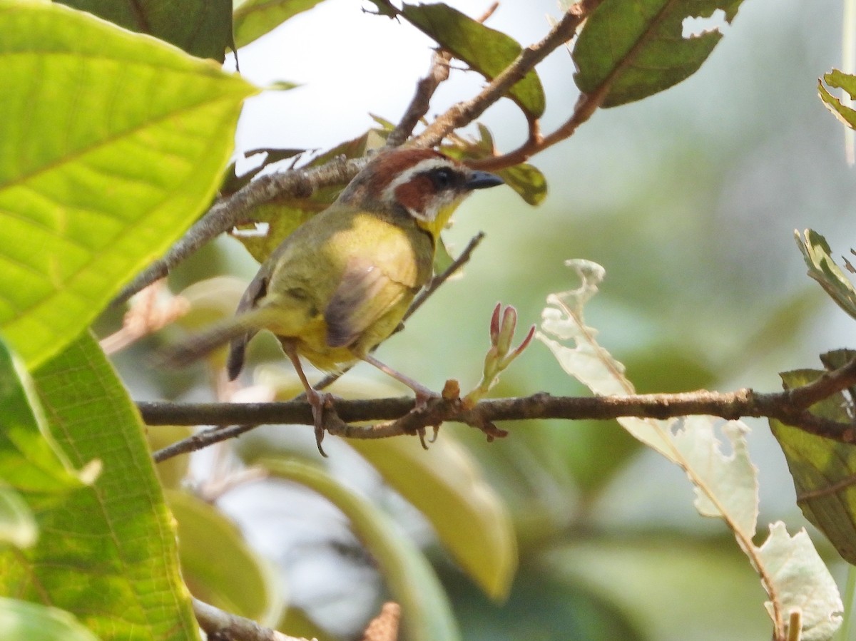 Rufous-capped Warbler - ML569855271