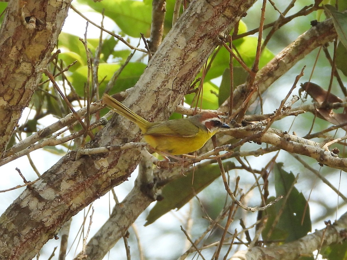 Rufous-capped Warbler - ML569855281
