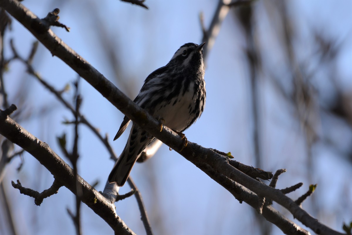 Black-and-white Warbler - ML569855541
