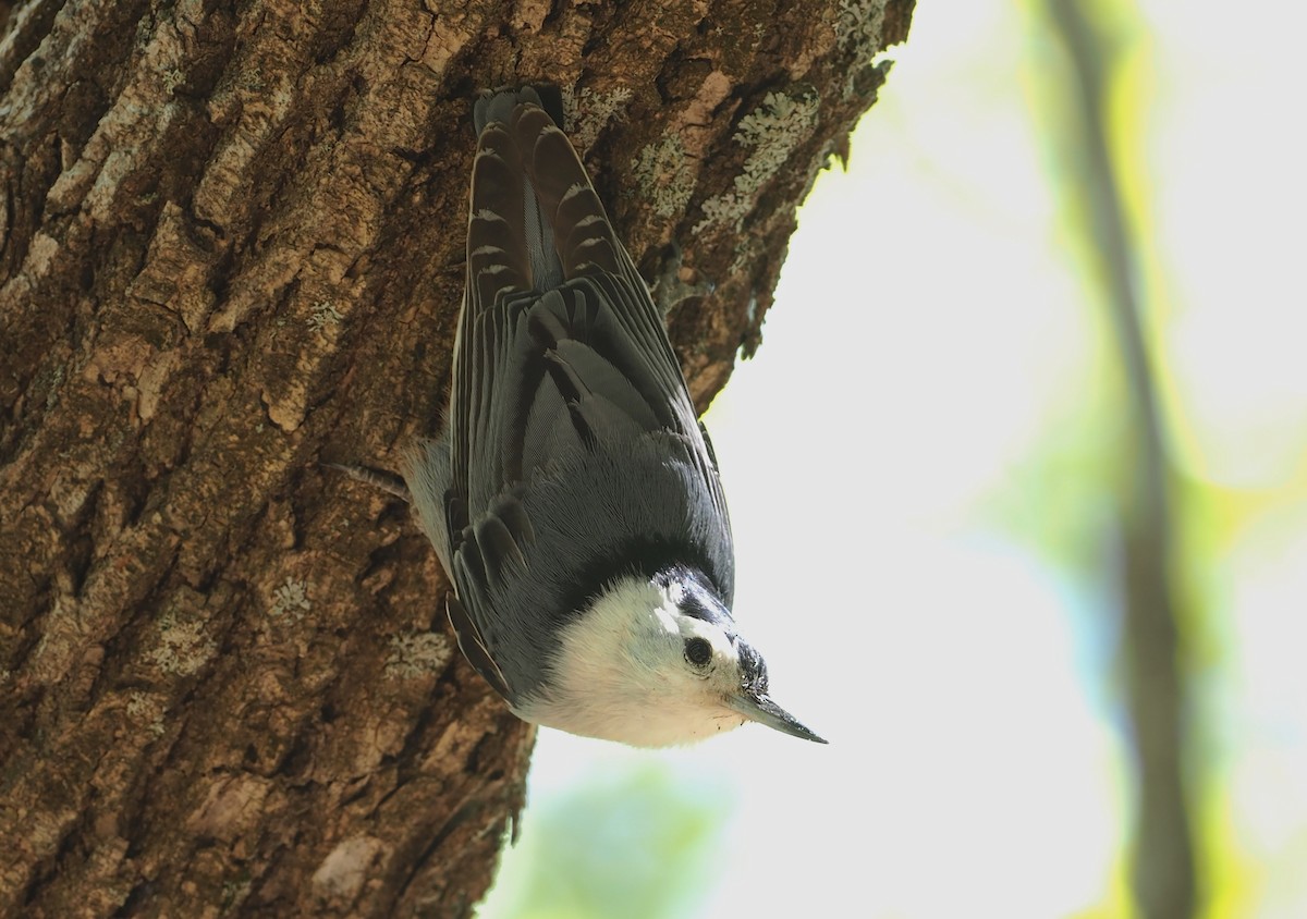 White-breasted Nuthatch (Interior West) - ML569859201
