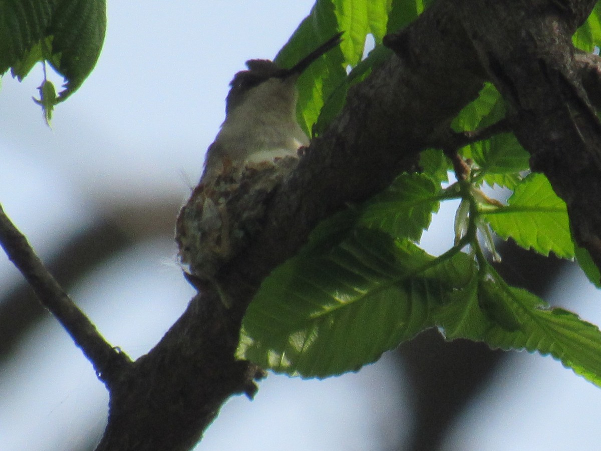 eBird Checklist 10 May 2023 Bluestem SRA 73 species (+1 other taxa)