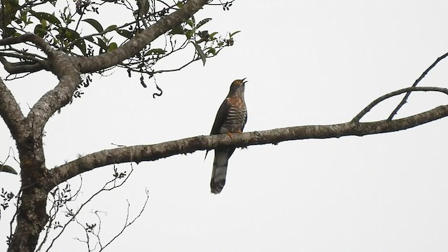 Large Hawk-Cuckoo - ML569862621