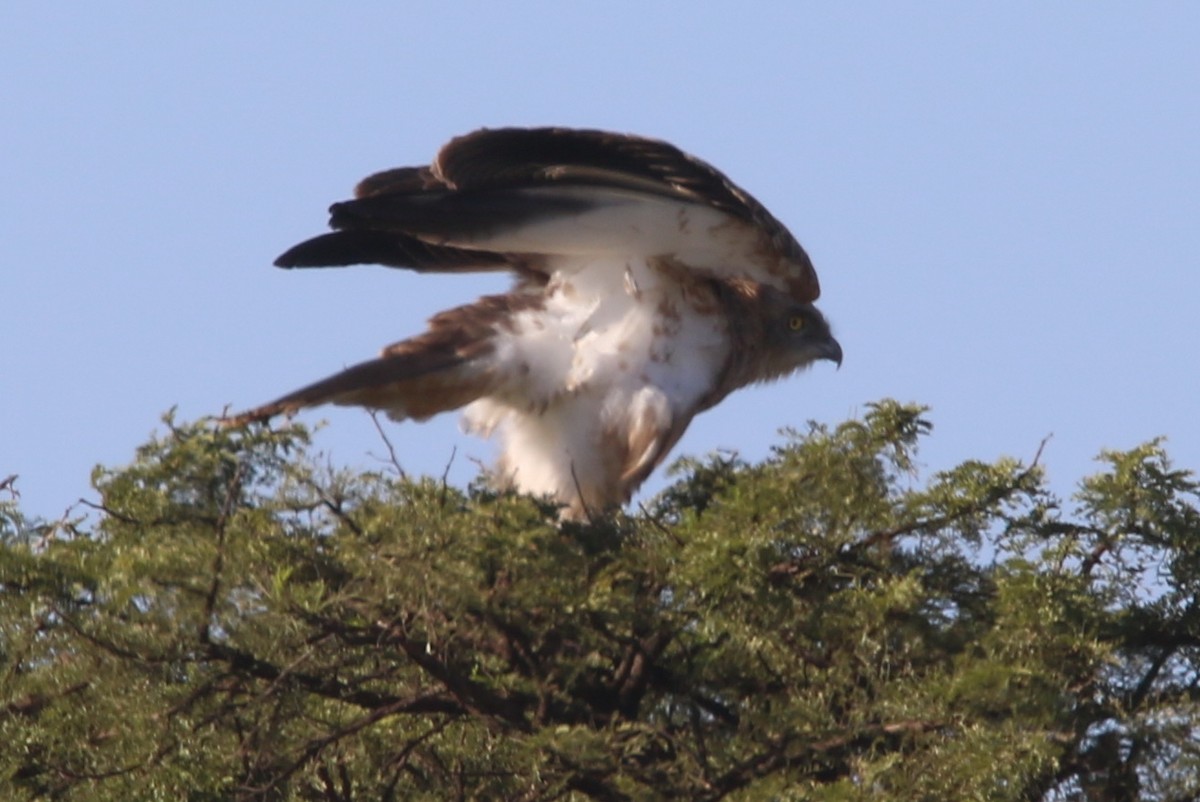 Brown Snake-Eagle - Hendrik Swanepoel