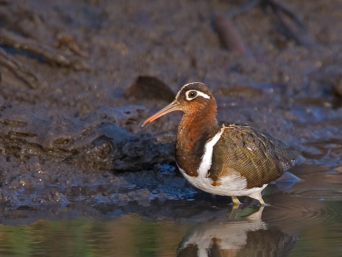 Greater Painted-Snipe - Bruce Ward-Smith