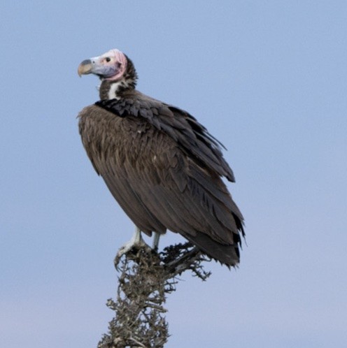 Lappet-faced Vulture - ML569869651