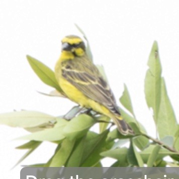 Yellow-fronted Canary - ML569870051