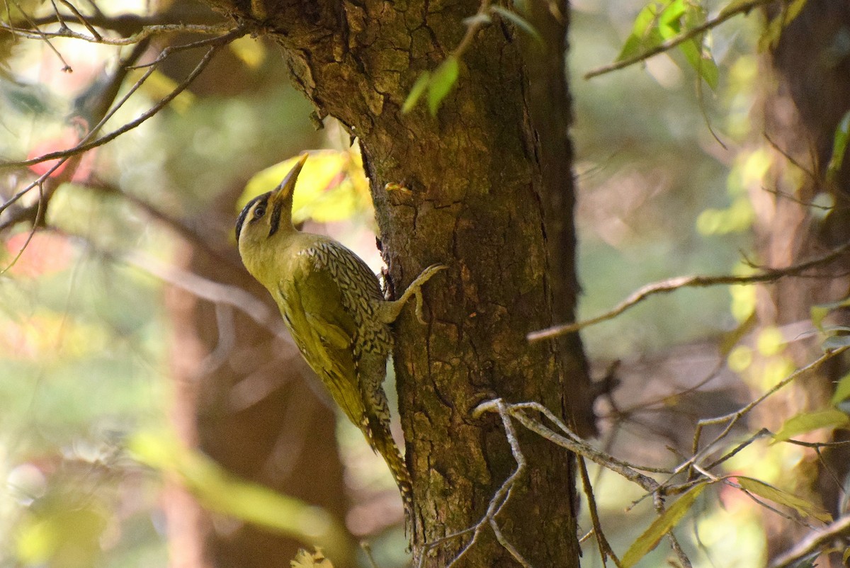 Scaly-bellied Woodpecker - ML569872041