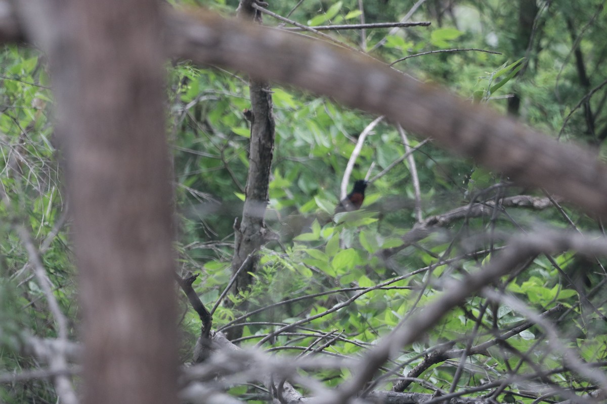 Orchard Oriole - ML569873241