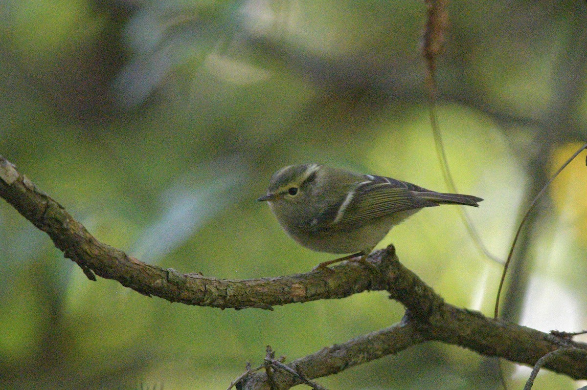 Hume's Warbler - ML569873691