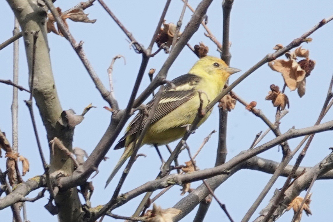 Western Tanager - ML569873801