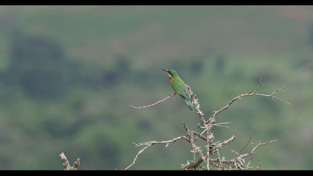 Ethiopian Bee-eater - ML569877651