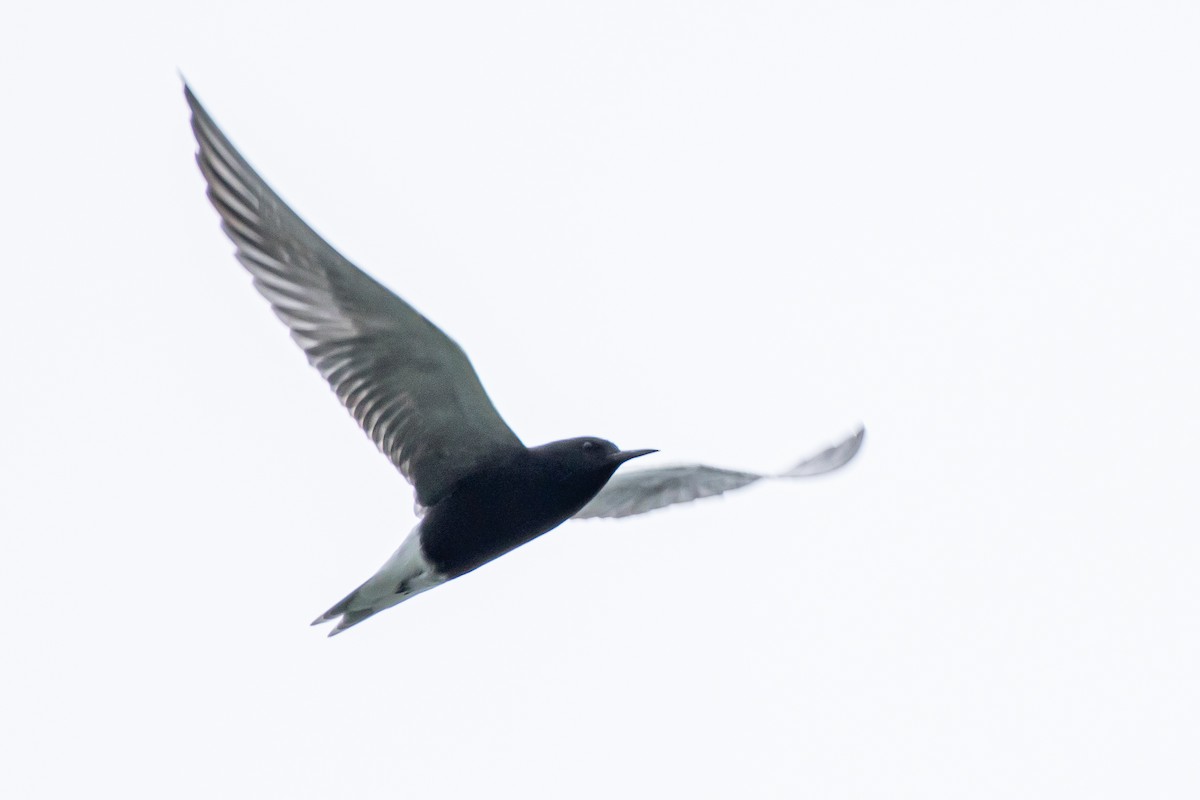 Black Tern - ML569878191
