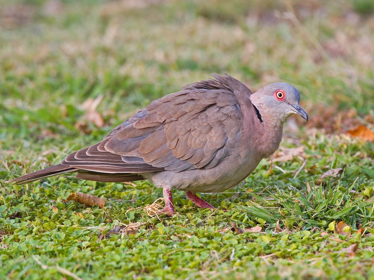 Mourning Collared-Dove - Bruce Ward-Smith