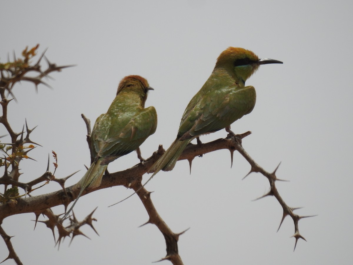 African Green Bee-eater - ML569880941