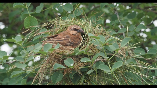 Donaldson Smith's Sparrow-Weaver - ML569881281