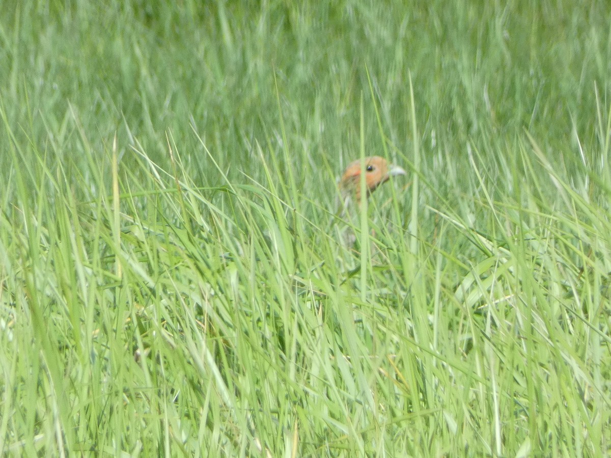 Gray Partridge - Mike Tuer