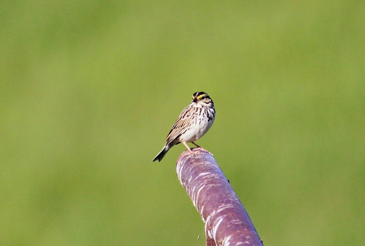Savannah Sparrow - ML569890531