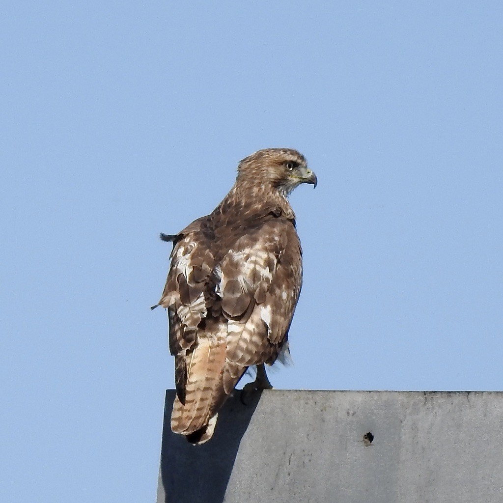 Red-tailed Hawk - ML569890701