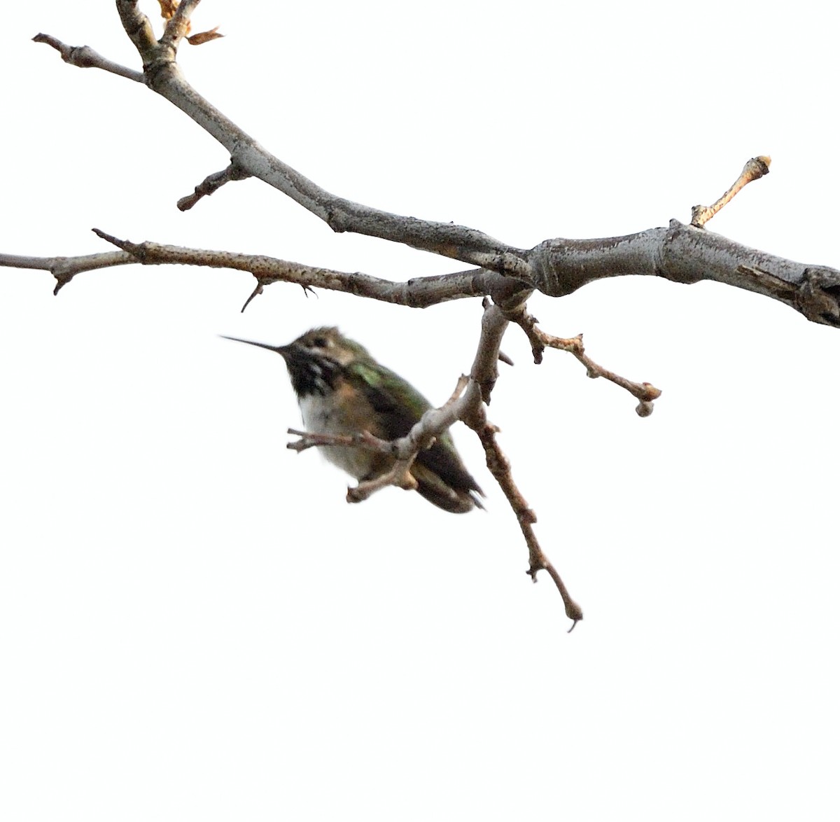 Calliope Hummingbird - ML569892351