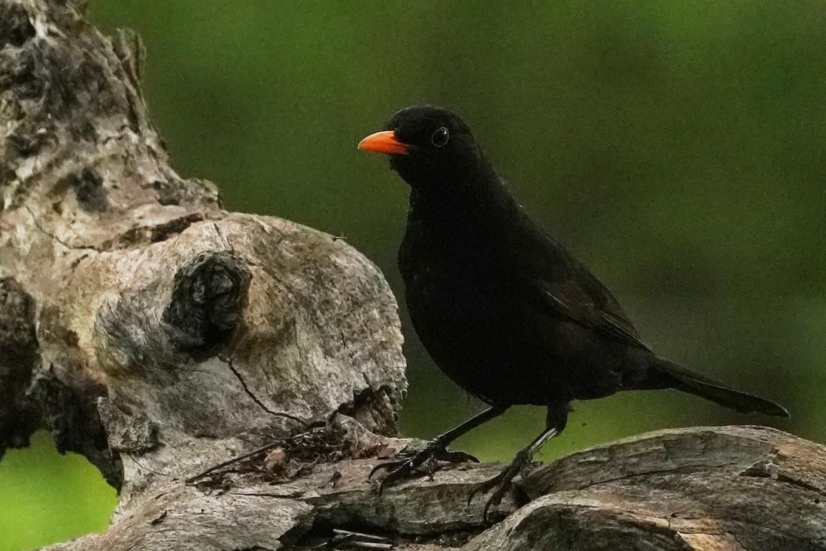 Eurasian Blackbird - ML569894021