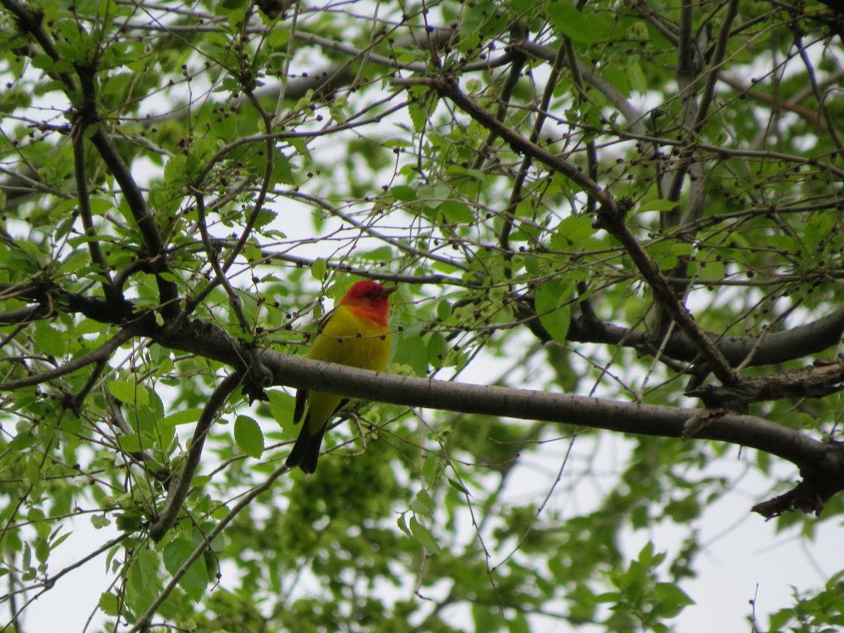 Western Tanager - ML569894891